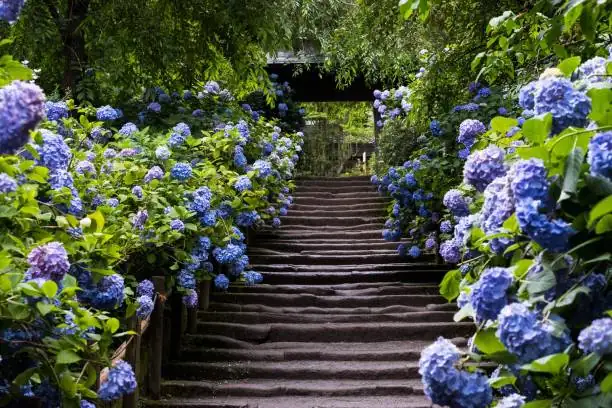 hydrangea with japanese painted fern