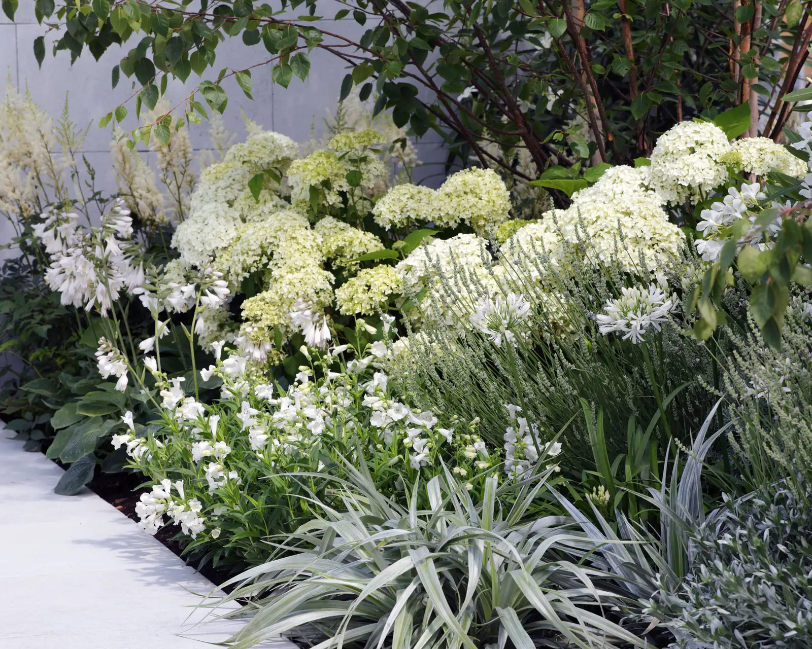 hydrangea with white astilbe border