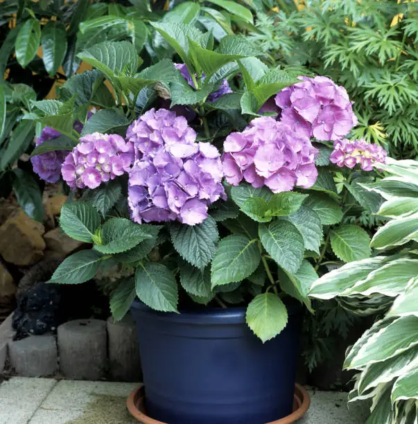 Balcony to Border: Designer Secrets for Container Hydrangeas That Don’t Fry or Flop