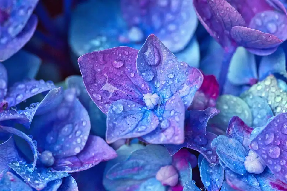 hydrangea half open bloom close up