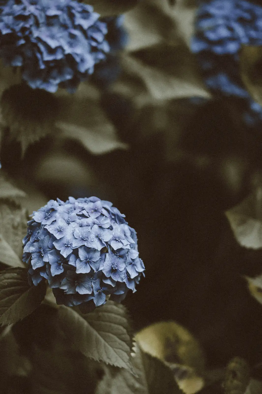 hydrangea stem angled cut close up