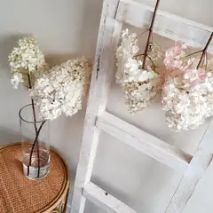 hydrangea hanging to dry indoors