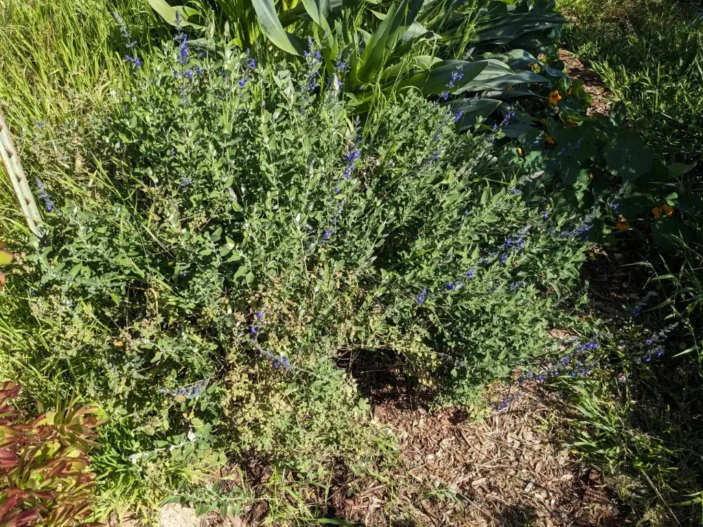 Sun, Grit, and a Little Neglect: The Mediterranean Care Playbook for Sage