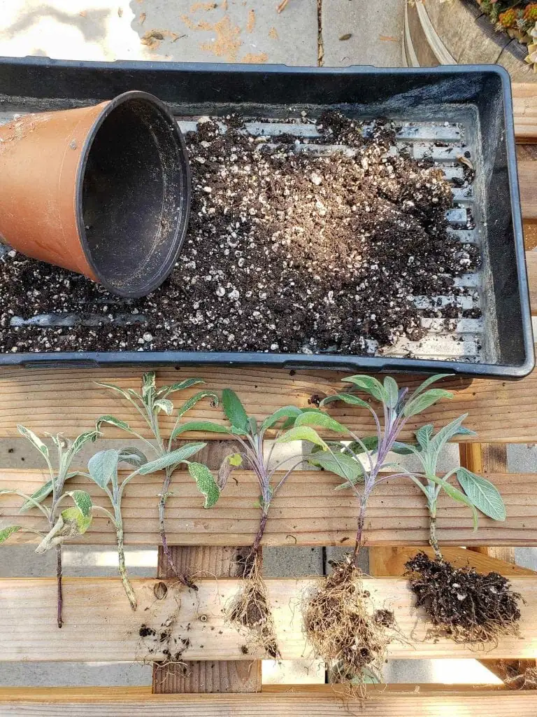 sage softwood cuttings rooting tray