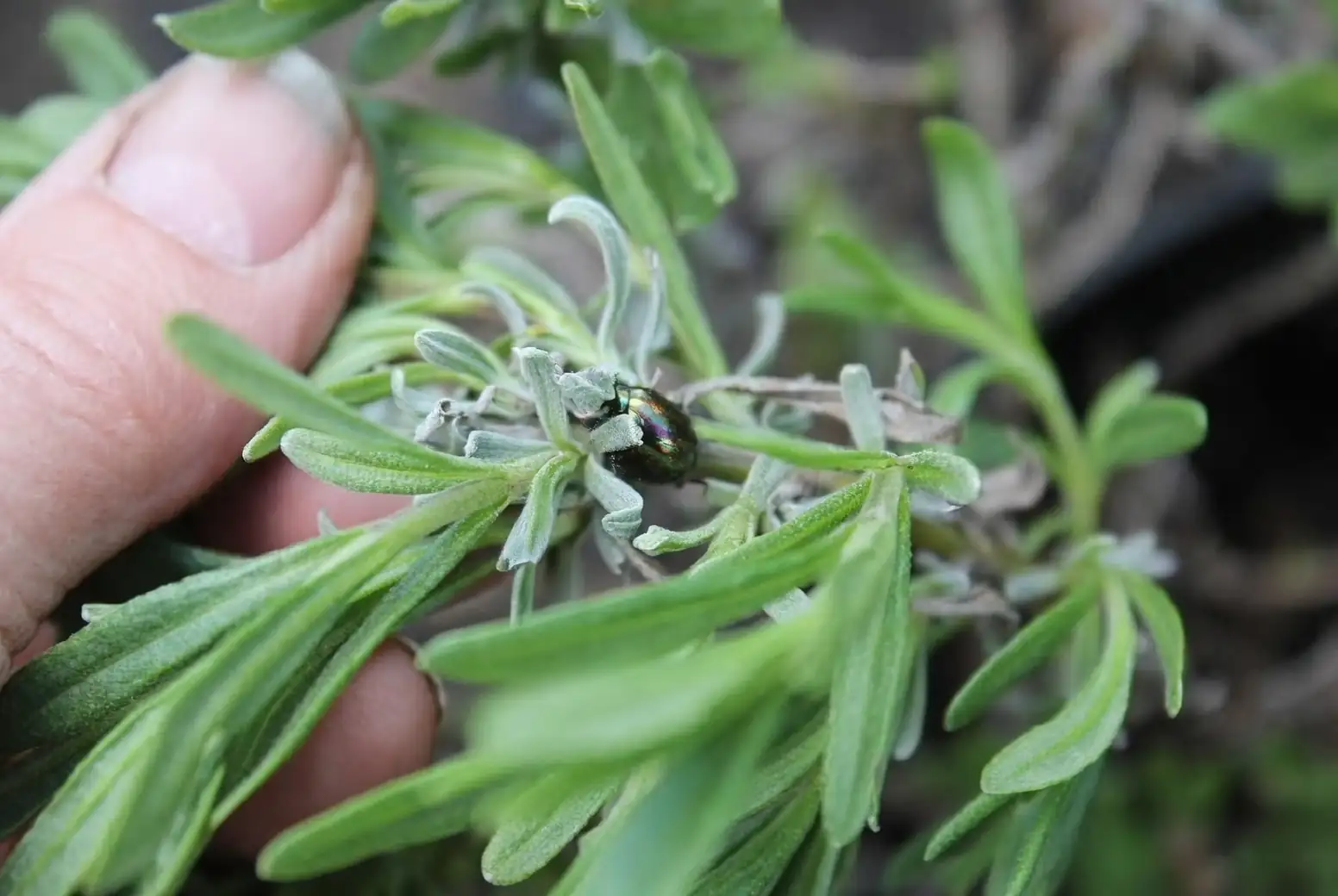 rosemary beetle on sage leaves