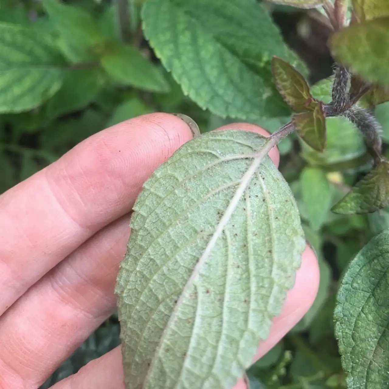 spider mites webbing on sage
