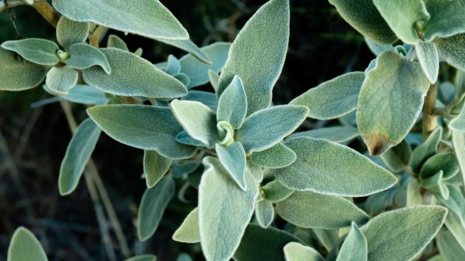 Why Is Sage Fuzzy? 9 Sensory Secrets Behind Those Silvery Leaves