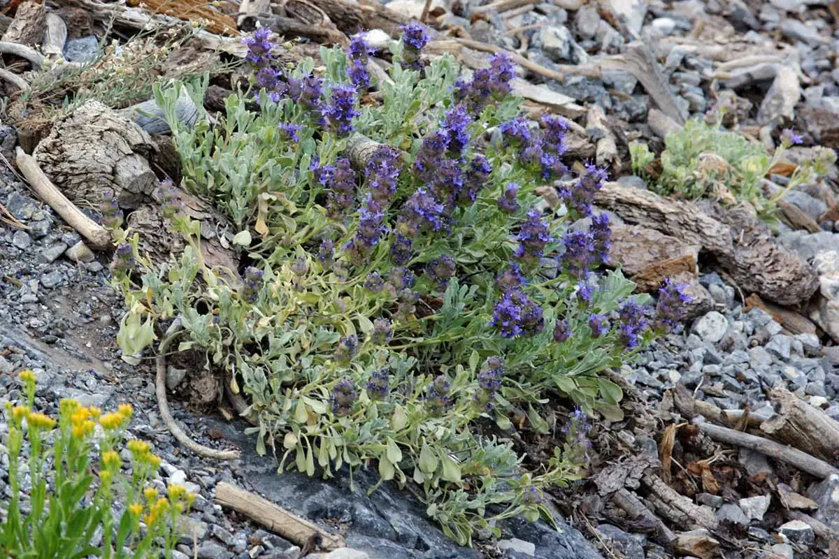 sage bush rocky Mediterranean slope