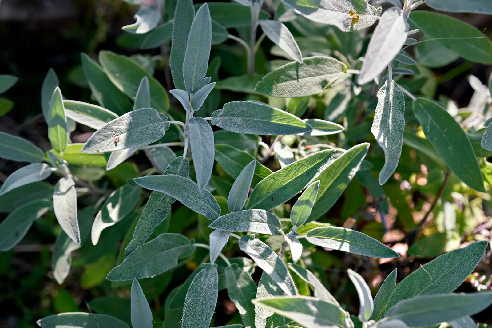 pruning sage stems spring