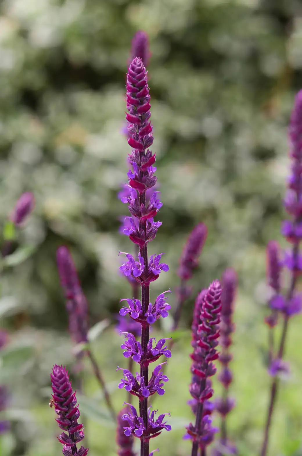 Never Buy Sage Again: Cuttings, Layering, and Division That Actually Work