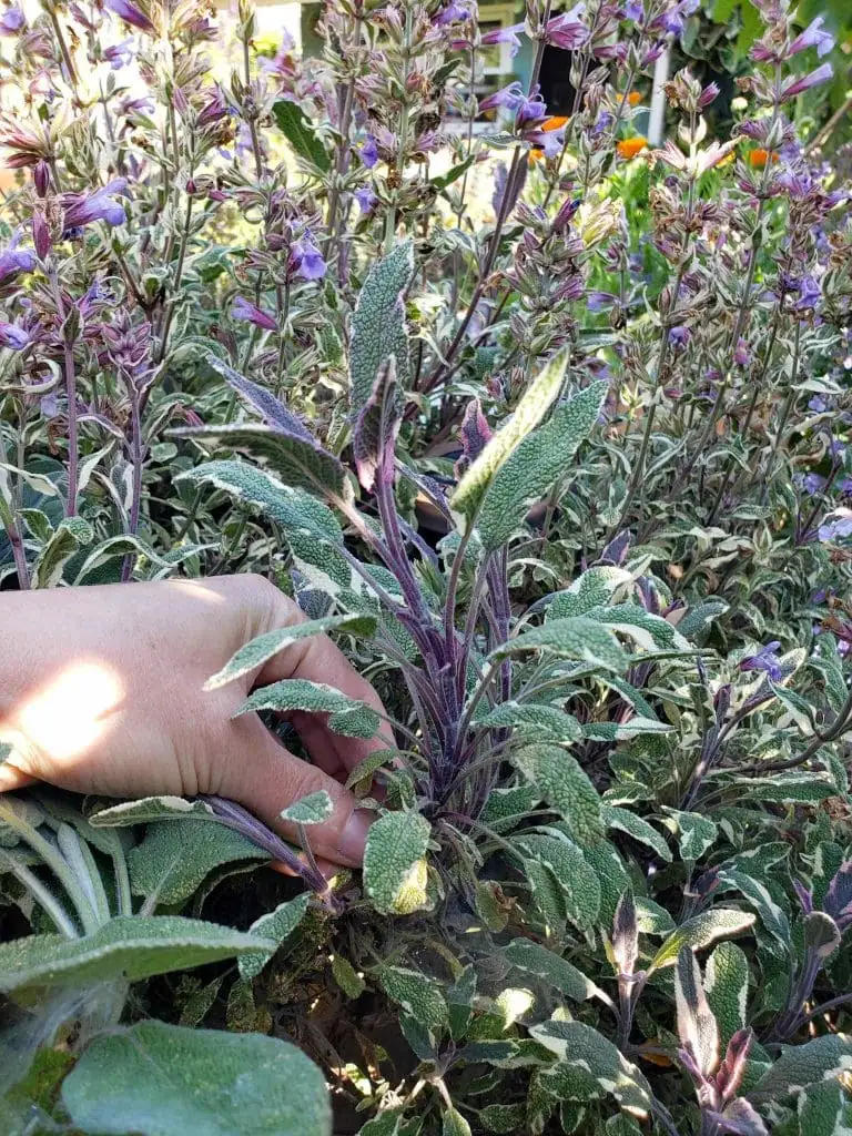 sage stem layering pegged soil