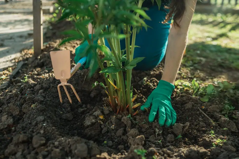sage clump division garden fork