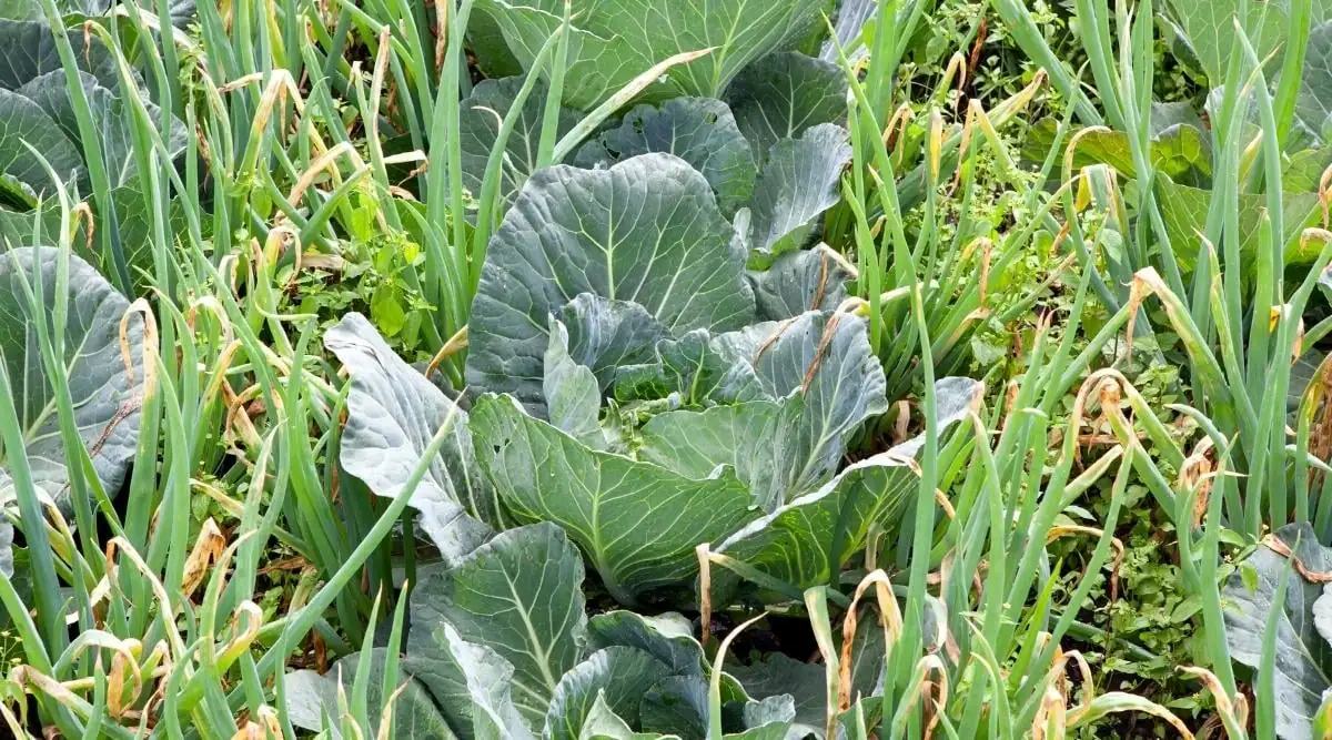 sage hedge along cabbage bed