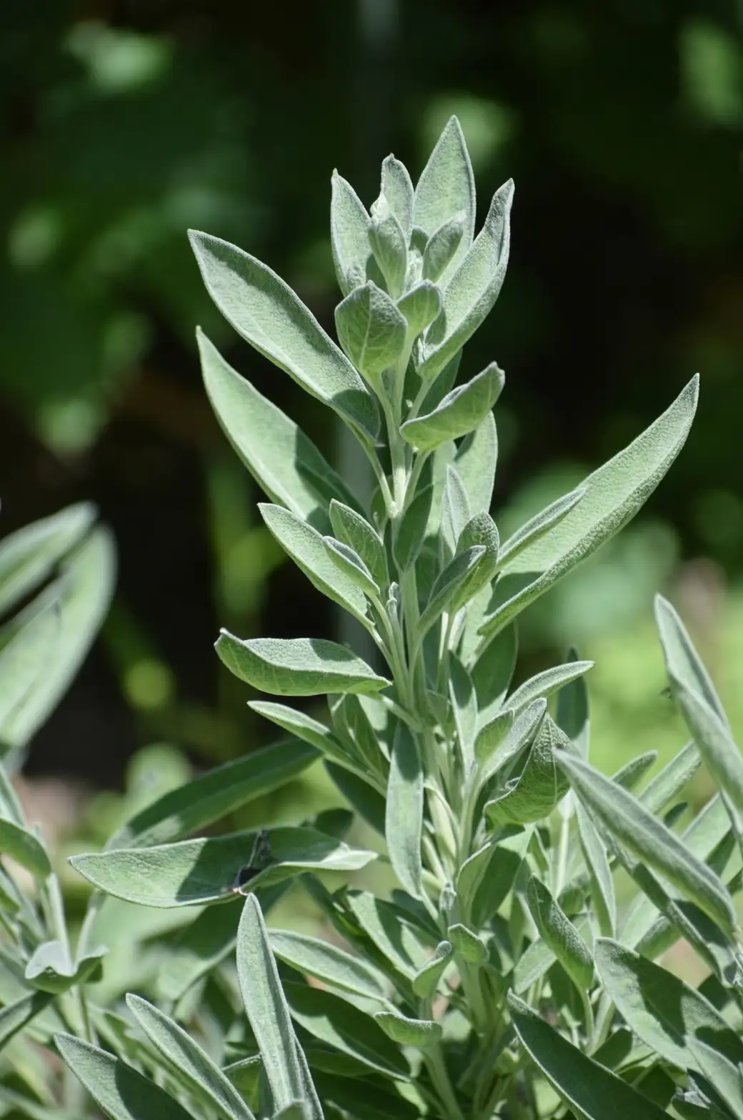 Silver in the Sun: Designing Drought-Loving Borders with Culinary Sage