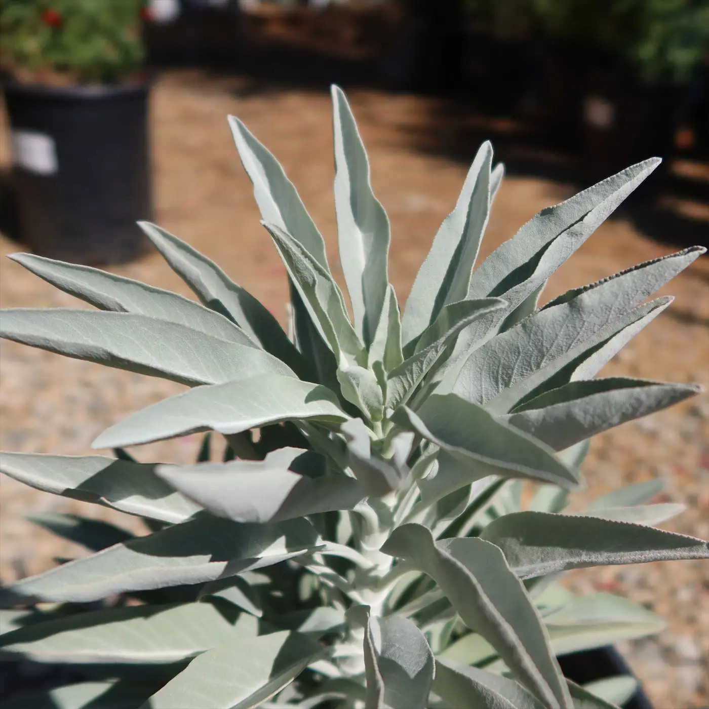 sage leaves silver close up