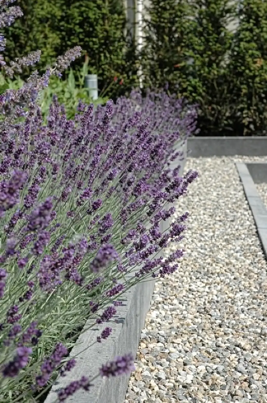 sage and lavender gravel border
