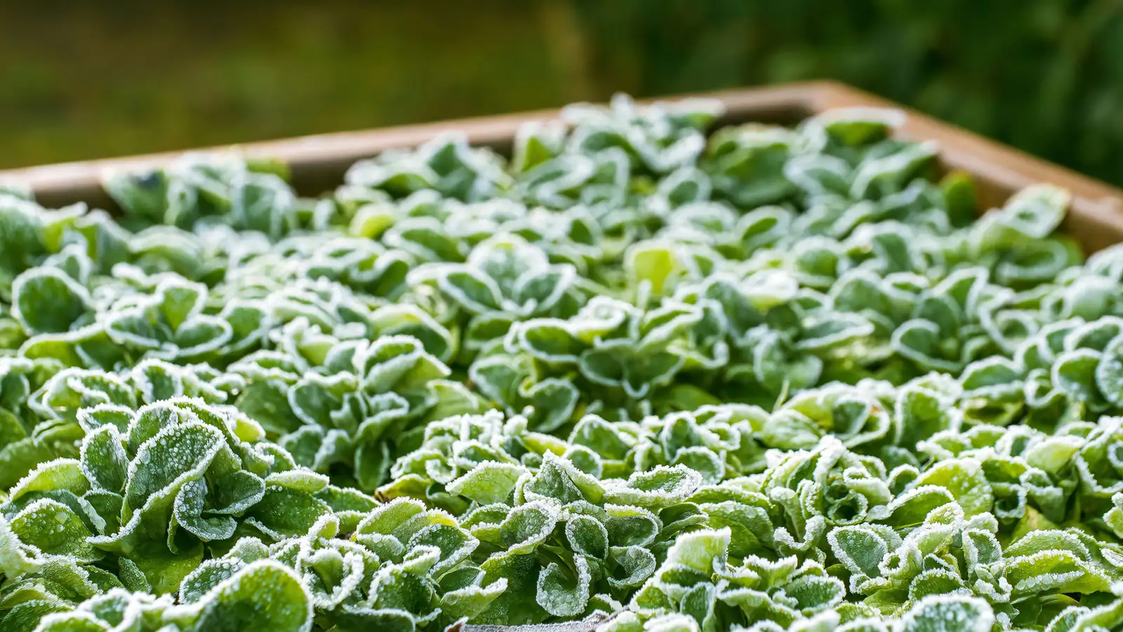 Winter Is Wet, Not Just Cold: Overwintering Sage from Zone 4 to 10