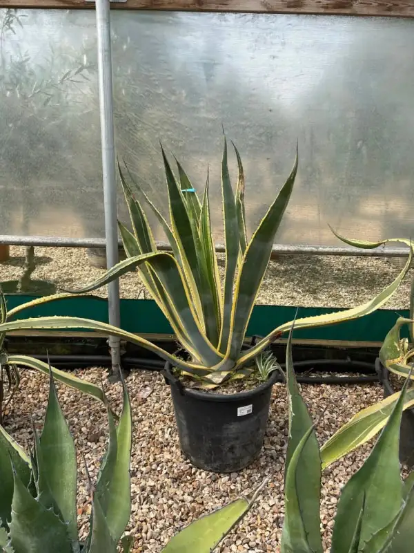 agave americana gritty soil mix