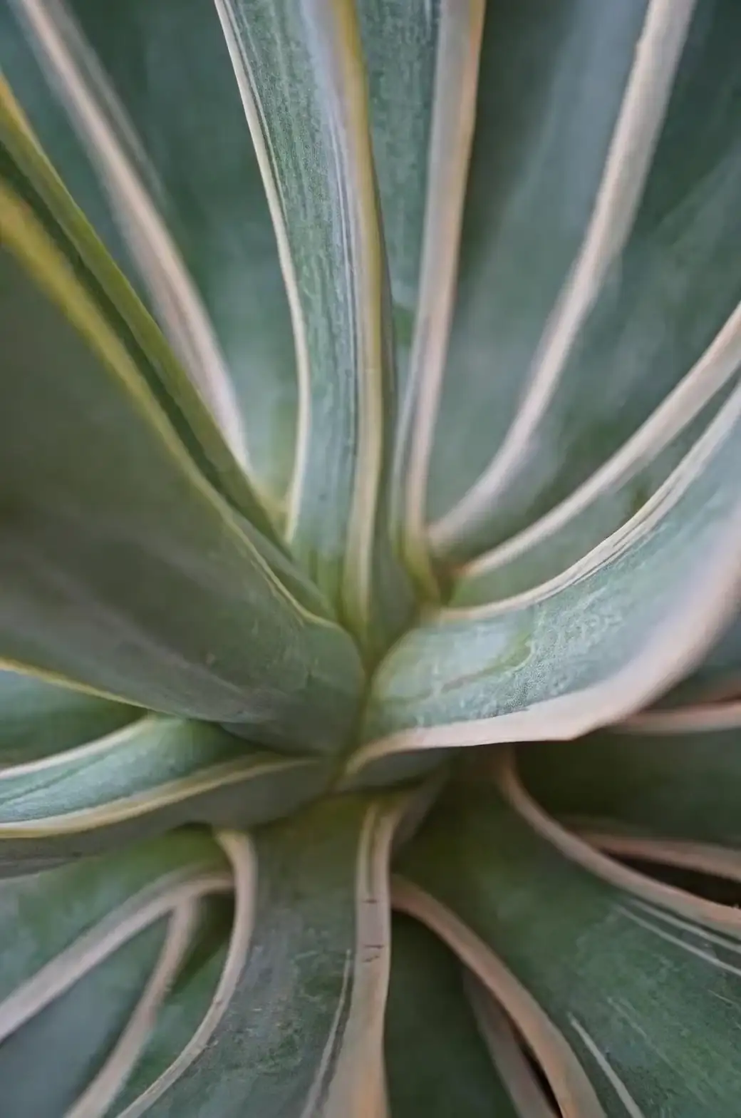 agave americana handling with gloves