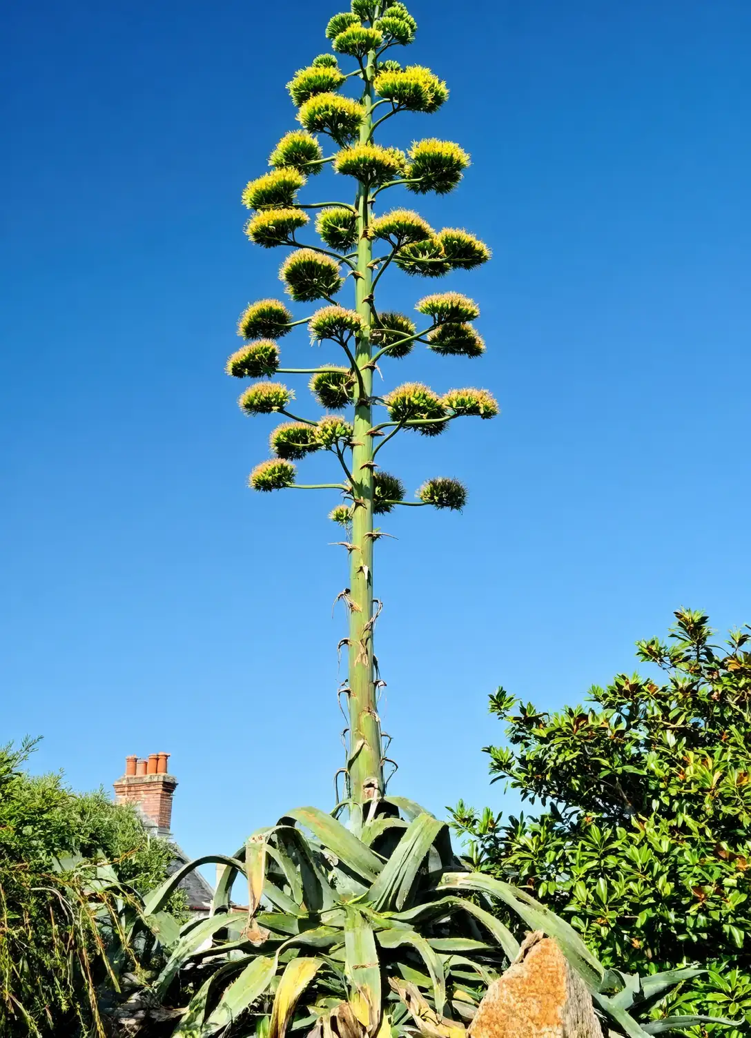 agave americana flower stalk towering