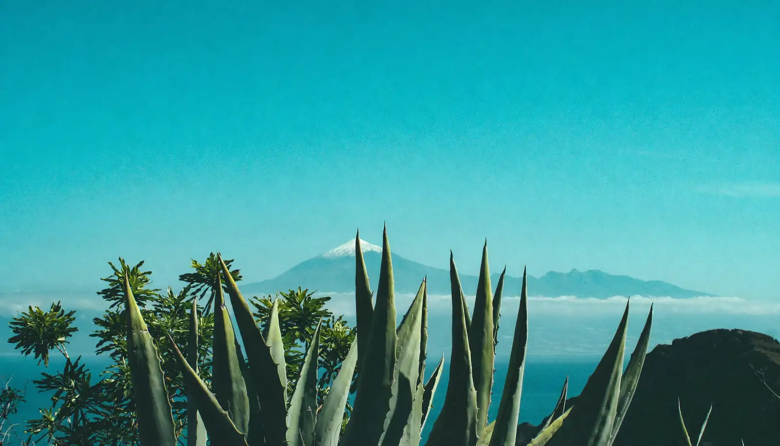 From Mayahuel to the ‘Century Plant’ Myth: The Wild Origins and Global Spread of Agave americana