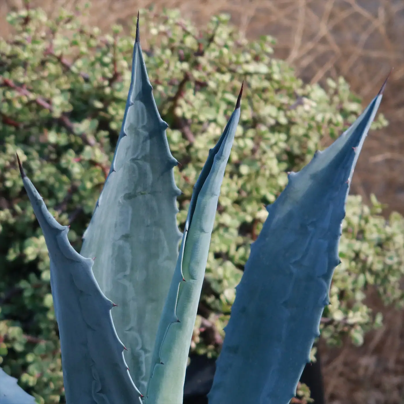 agave americana leaf spines close-up