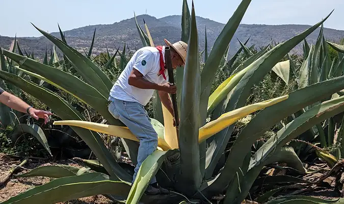agave americana aguamiel harvesting