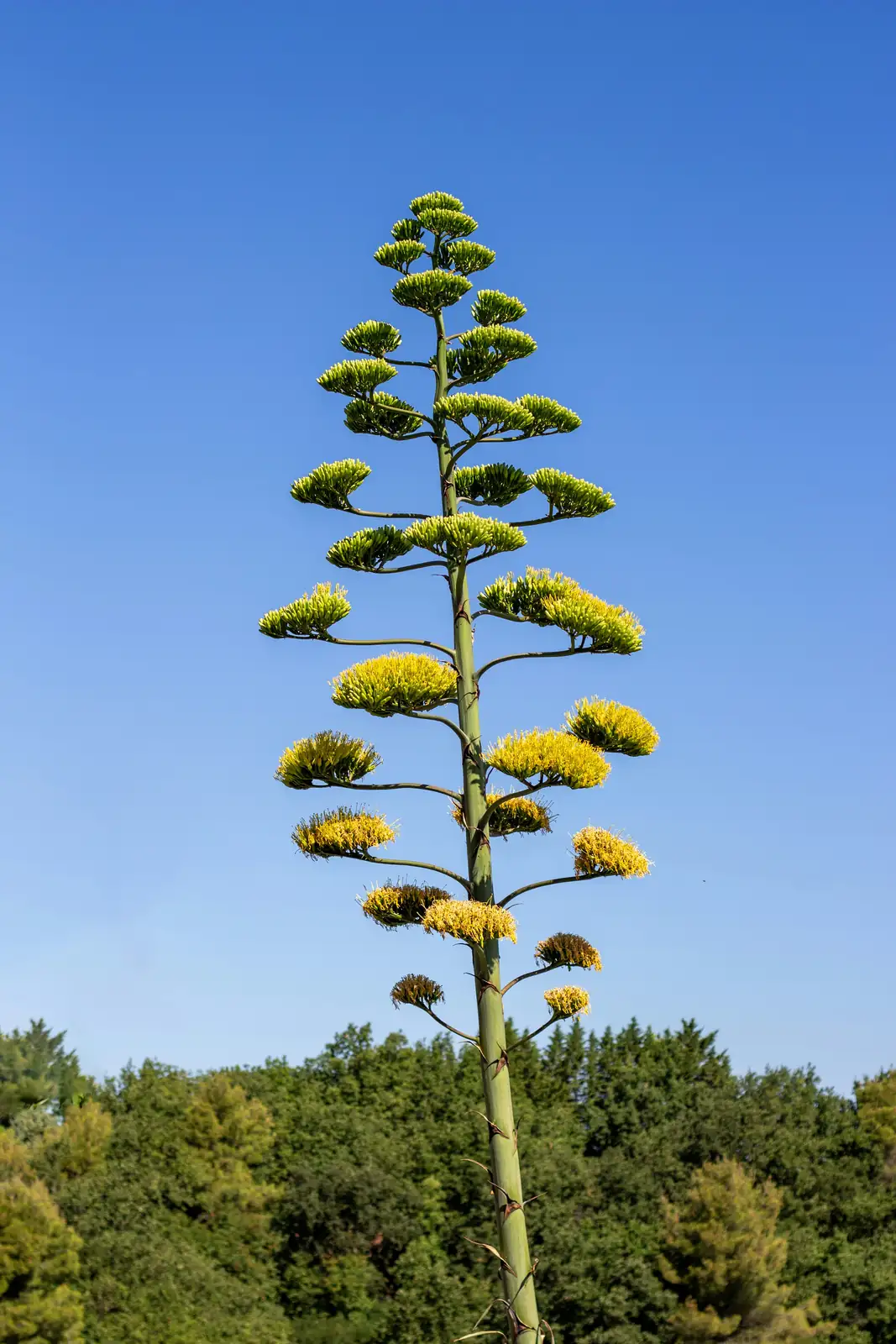 agave americana blooming flower stalk bats