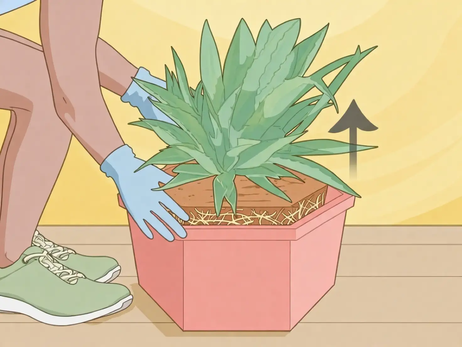 agave americana pup removal gloves