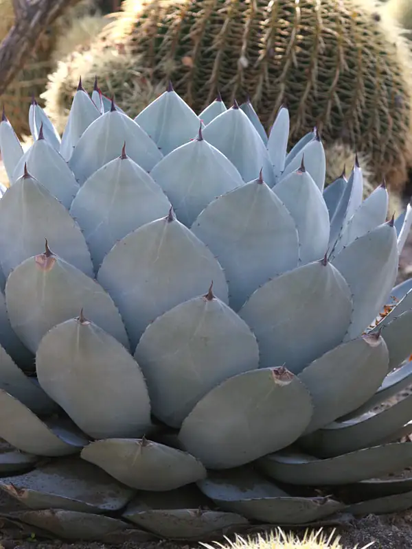 Sky-High Fireworks: 9 Mind-Blowing Facts About Century Plant’s 25‑Foot Bloom and Other Quirks