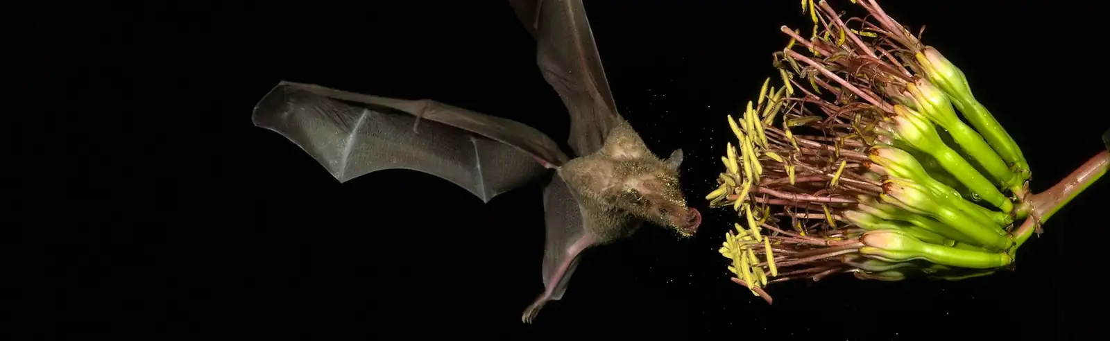 agave americana bats pollination night