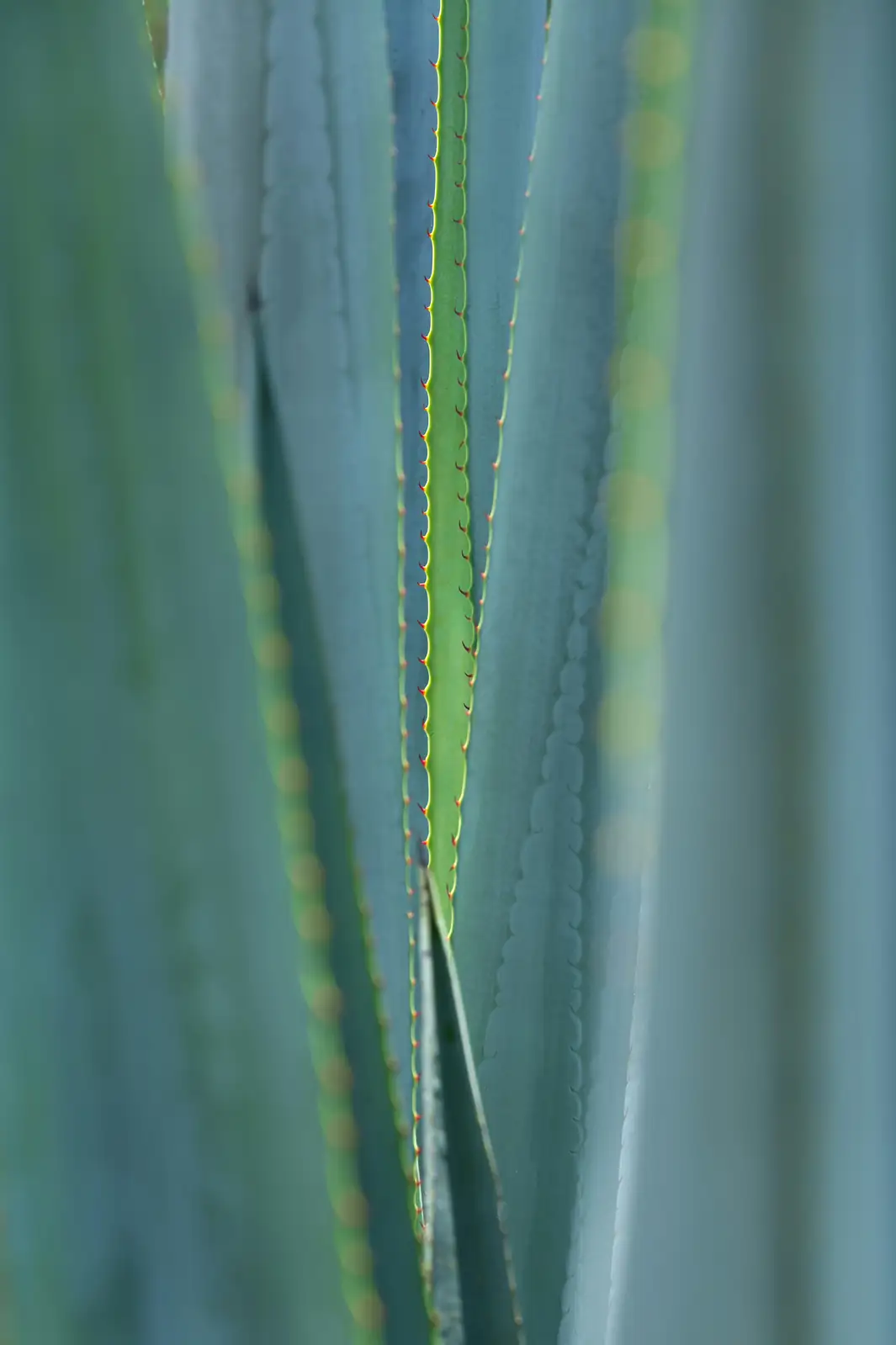 agave americana pups offsets base