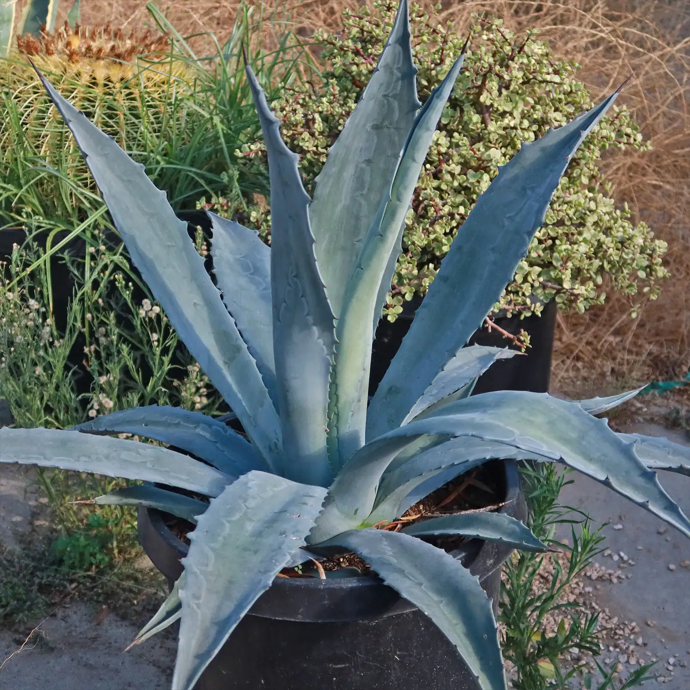 Endurance with Spines: The Flower Language of Agave americana—Origins, Myths, and Modern Meaning