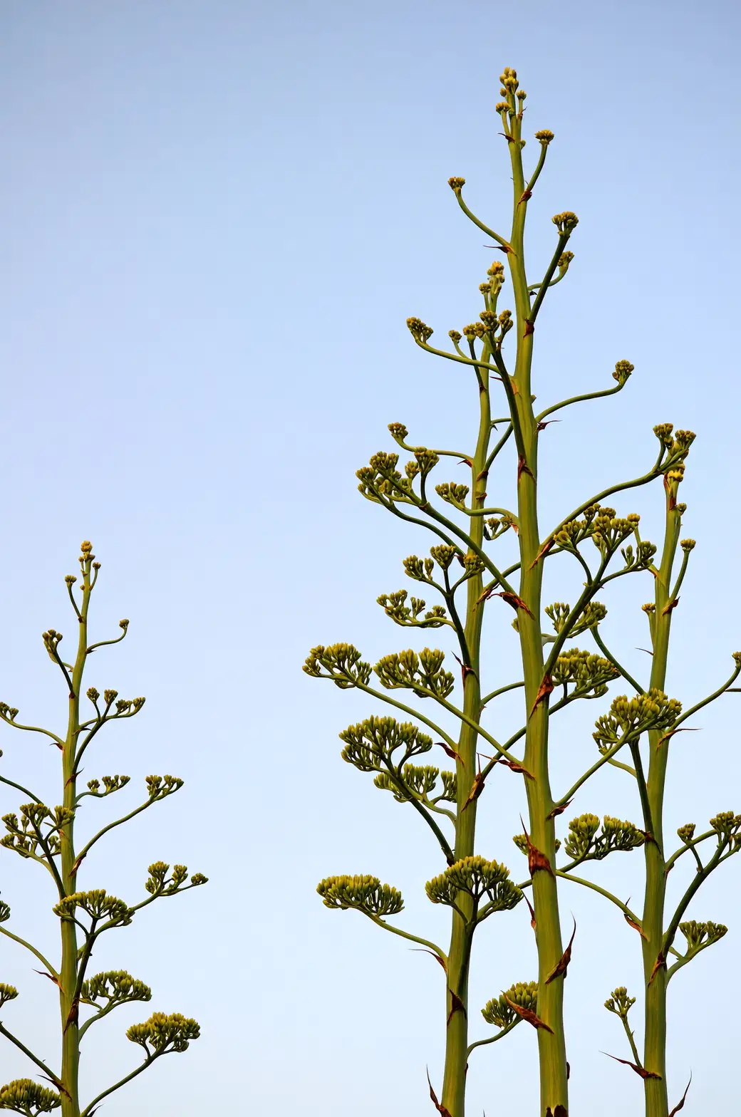 agave americana at entrance gate