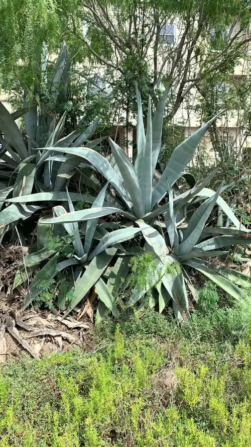 Pup Patrol: A Zero-Rot Propagation Masterclass for Century Plant (Timing, Tools, Callusing)