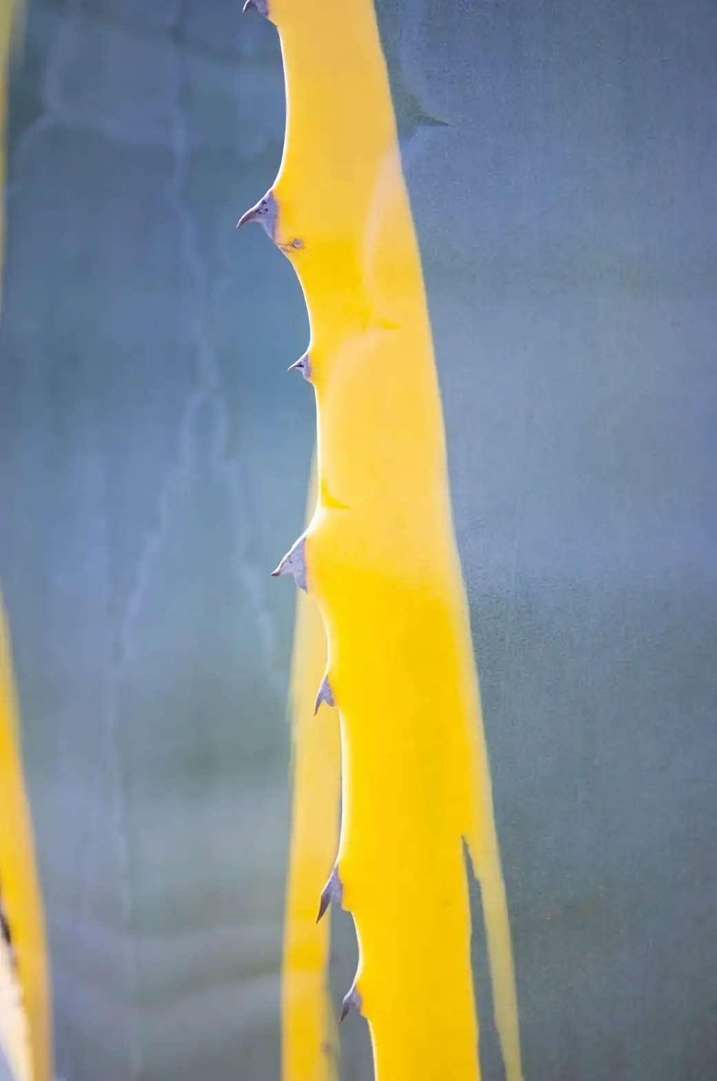 agave americana spines close-up gloves
