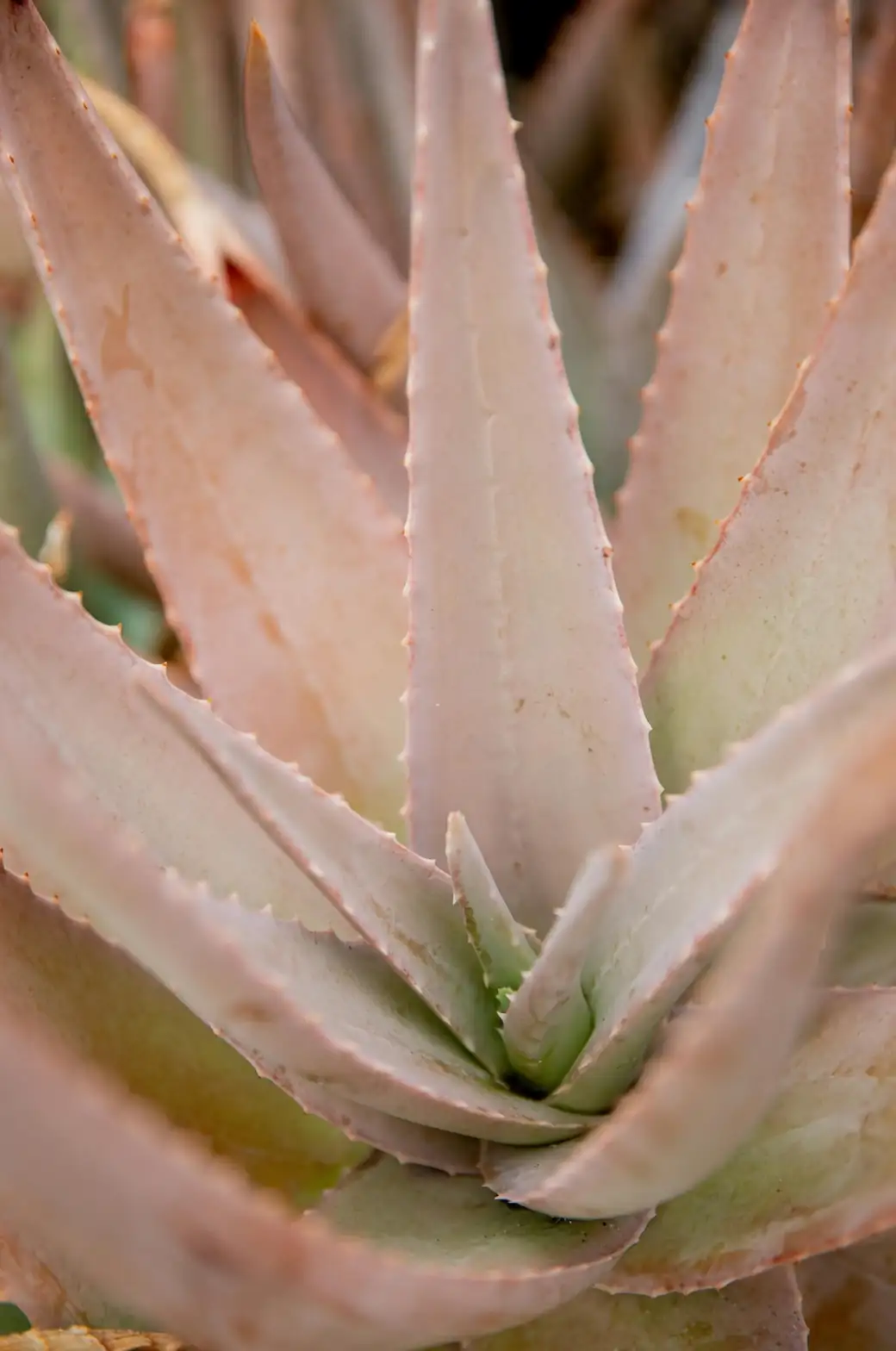 cutting agave americana pup runner