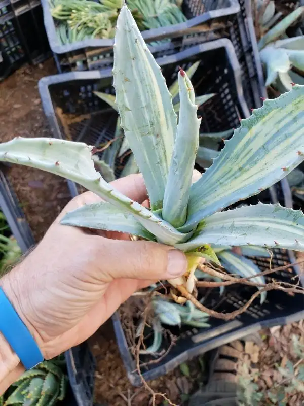 agave americana pup callus drying