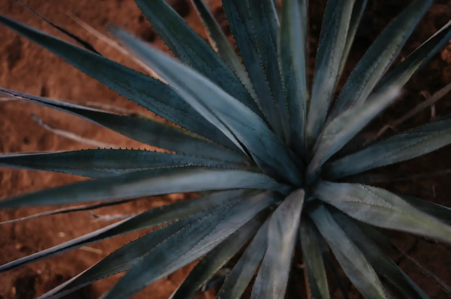 agave americana flower stalk bulbils