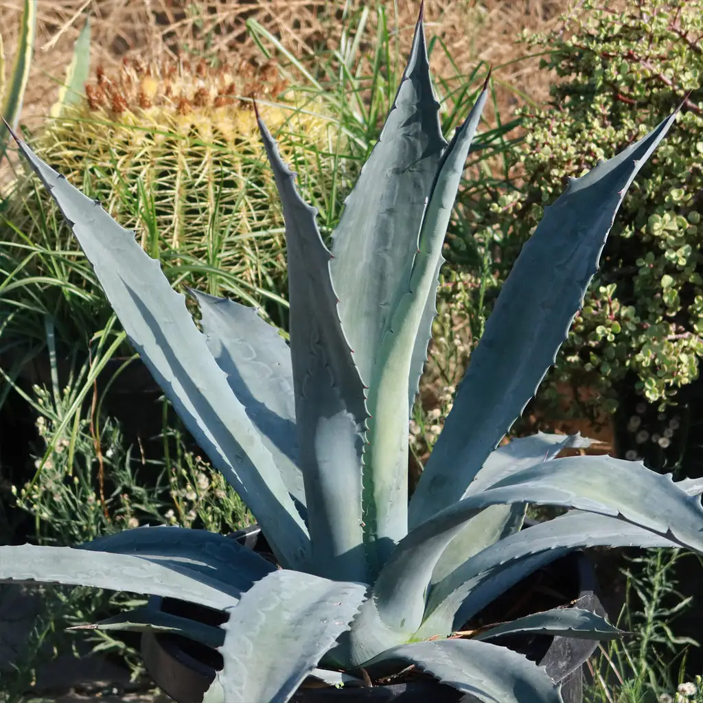 Sculptural, Not Stabby: How to Style Agave americana Indoors and on Patios Without Casualties