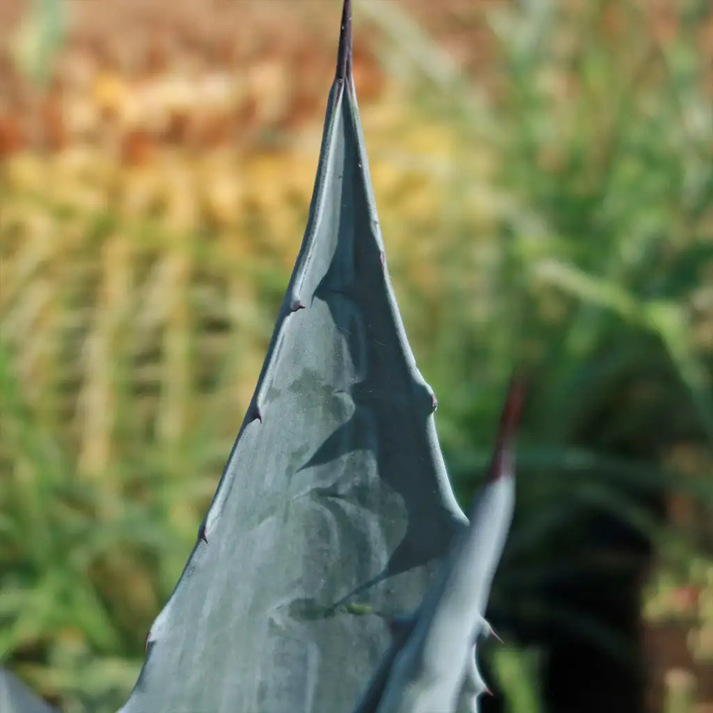 Agave americana leaf close-up