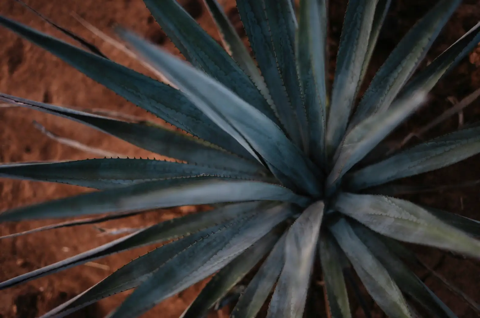 agave americana raised berm gravel