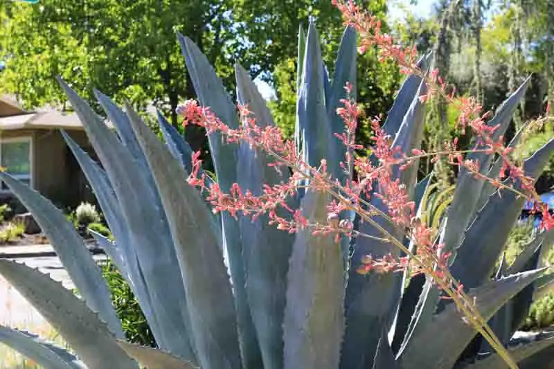 agave americana with hesperaloe and cacti