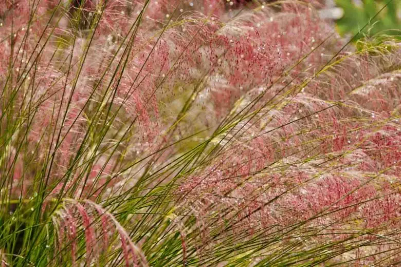 agave americana with pink muhly backlit