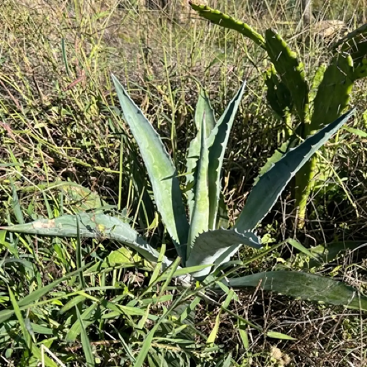 agave americana pruning with gloves
