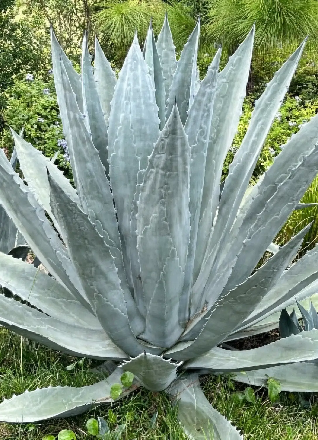 Tequila? Not This One: Agave americana’s Real Uses, From Fiber to Pulque—Plus Safety Truths