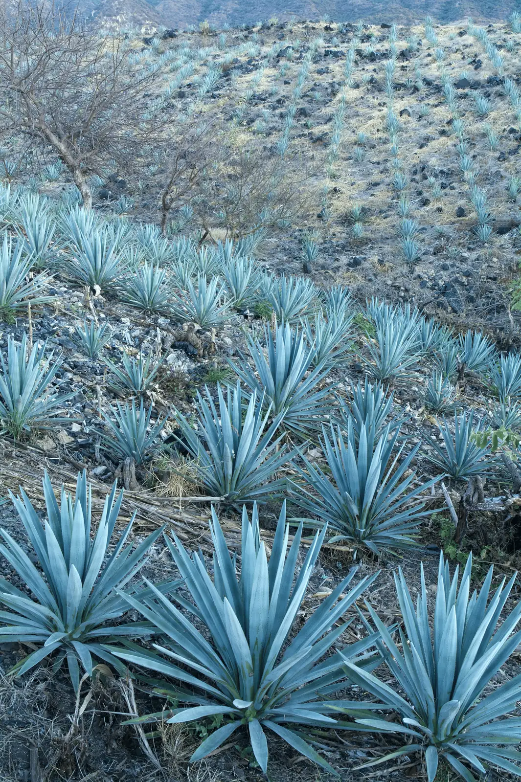 agave tequilana blue agave harvest