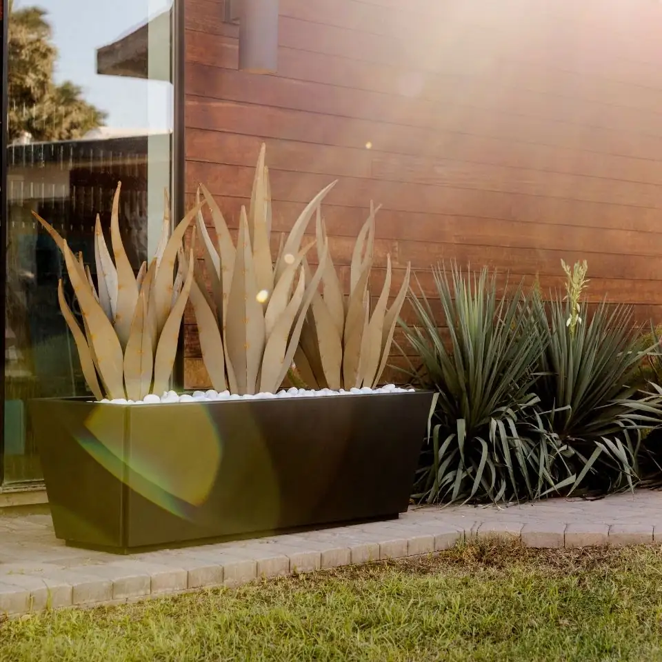 agave americana terracotta pot patio