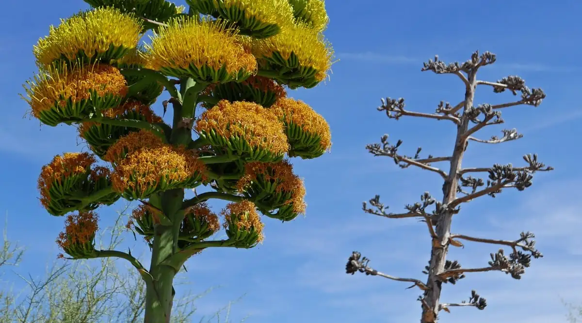 agave americana tall flower spike