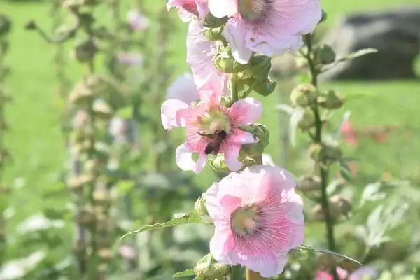close-up of hollyhock flower with bee